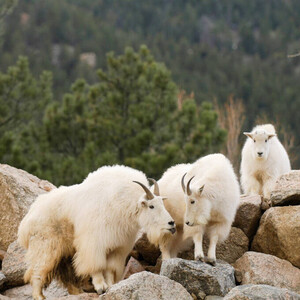 Mountain Goats